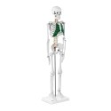Model anatomiczny szkieletu człowieka 85 cm