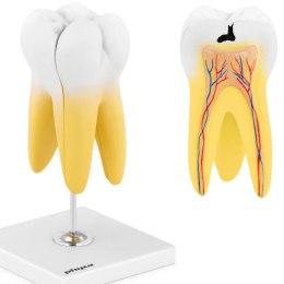 Model anatomiczny 3D zęba trzonowego