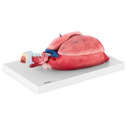 Model anatomiczny układu oddechowego krtani tchawicy serca płuc 7 elementów skala 1:1