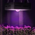 Lampa do uprawy wzrostu roślin pełne spektrum 20 x 20 cm 1 LED 50 W czarna