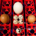 Inkubator wylęgarka do 49 jaj automatyczna z systemem nawilżania profesjonalna 150 W