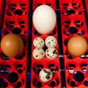Inkubator wylęgarka do 49 jaj kurzych półautomatyczna profesjonalna ZESTAW 150 W
