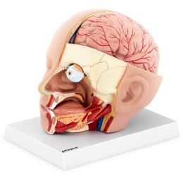 Model anatomiczny 3D głowy i mózgu człowieka skala 1:1
